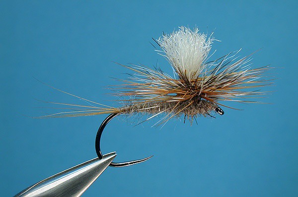 Parachute Adams dry fly in vise on blue background
