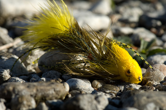 Yellow and Olive Dungeon Fly on rocks