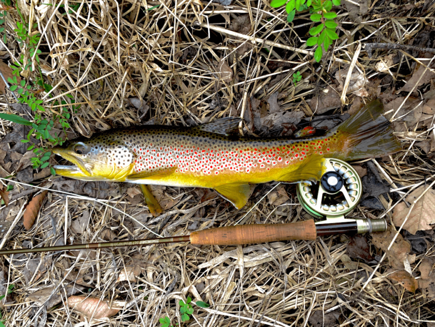South Holston River Brown Trout beside fly rod